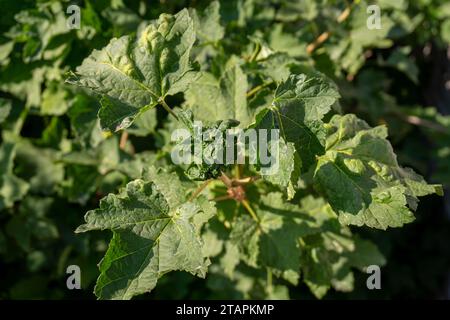 Les feuilles de groseille se courbent, les feuilles tordues affectées par les pucerons, gros plan. Banque D'Images