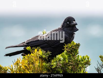 Corvus tasmanicus (Corvus tasmanicus) perché au sommet d'un buisson. Victoria, Australie. Banque D'Images