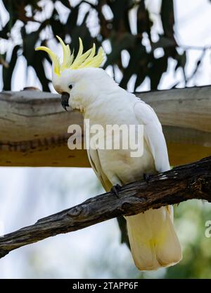 Un Cockatoo à crête de soufre (Cacatua galerita) perché sur une branche. Victoria, Australie. Banque D'Images