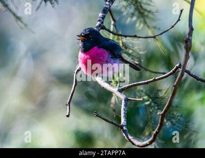 Un Robin rose mâle (Petroica rodinogaster) chantant sur une branche. Tasmanie, Australie. Banque D'Images