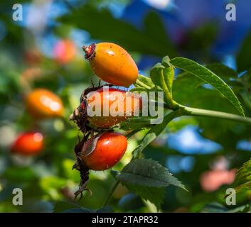 Gros plan des hanches roses mûres d'orange dans le jardin Banque D'Images