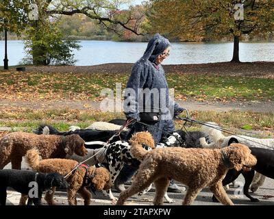 Professionnel chien marcheur sur la route à Prospect Park, Brooklyn, New York. Banque D'Images