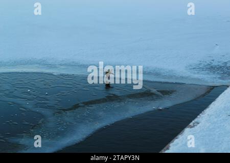 Le canard vole et tente d'atterrir sur la glace sur la rivière en hiver Banque D'Images