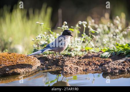 Pie bleue (Cyanopica cooki), Estrémadure, Castilla la Mancha, Espagne, Europe Banque D'Images