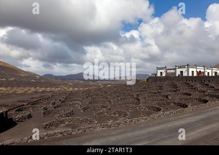 Cave, bodega, viticulture dans la méthode de culture sèche sur lave, la Geria, Lanzarote, Îles Canaries, Espagne Banque D'Images