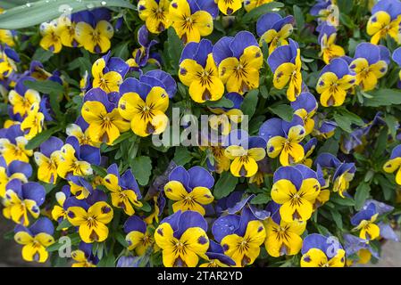 Pansy à cornes (Viola cornuta), Bavière, Allemagne Banque D'Images