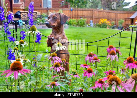 Un teckel aux cheveux courts et brindés s'appuie contre une clôture de jardin et se demande : est-ce un larkspur? Banque D'Images