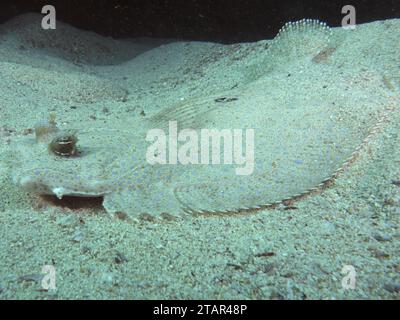 La plie de paon bien camouflée (Bothus mancus) dans le sable. Site de plongée Sodwana Bay, Maputaland Marine Reserve, KwaZulu Natal, Afrique du Sud Banque D'Images