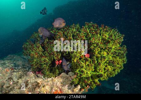 Corail d'arbre vert (Tubastrea micranthus) et diademhusar (Sargocentron diadema), site de plongée Aliwal Shoal, Umkomaas, KwaZulu Natal, Afrique du Sud Banque D'Images