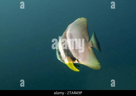 Poisson de batte à palangre (Platax teira) devant un fond monochrome, détachable. Site de plongée Aliwal Shoal, Umkomaas, KwaZulu Natal, Afrique du Sud Banque D'Images