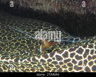 Crevette nettoyante du Pacifique (Lysmata amboinensis) sur morue lacée (Gymnothorax permistus), site de plongée Sodwana Bay National Park, réserve marine du Maputaland Banque D'Images