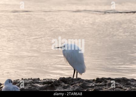 Petite Egret debout (Egretta garzetta) au coucher du soleil à Leigh on Sea, Essex Banque D'Images