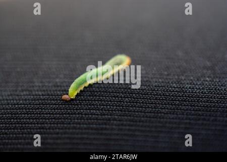 Les chenilles de ver vert isoler les animaux sur fond de tissu noir Banque D'Images