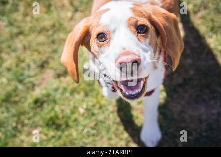 Chien Beagle sur la pelouse regardant la caméra tout en marchant Banque D'Images