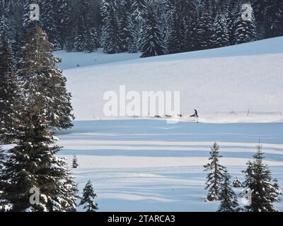 Double équipe avec 6 chiens lors d'une course de chiens de traîneau, Bernau, Forêt Noire, Baden-Wuerttemberg, Allemagne Banque D'Images