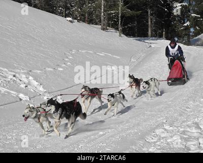 Double équipe avec 6 chiens lors d'une course de chiens de traîneau, Bernau, Forêt Noire, Baden-Wuerttemberg, Allemagne Banque D'Images