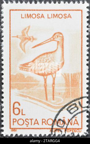 Timbre-poste annulé imprimé par la Roumanie, qui montre Godwit à queue noire (Limosa limosa), vers 1991. Banque D'Images