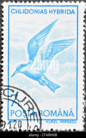 Timbre-poste annulé imprimé par la Roumanie, qui montre Whiskered Tern (Chlidonias hybrida), vers 1991. Banque D'Images