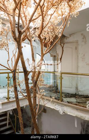 Un arbre mort qui grandit dans un manoir abandonné. Banque D'Images