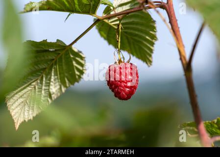 Gros plan de framboise rouge mûre sur la branche dans le jardin entourée de feuilles vertes. Banque D'Images