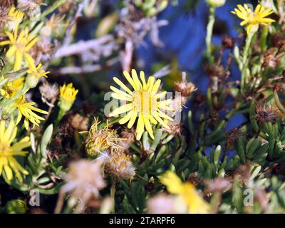 Golden samphire, Salz-Alant, Inule perce-pierre, Limbarda cristmoides, Sicile, Sicile, Italie, Europe Banque D'Images