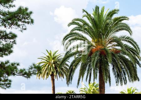 Voyage à la Géorgie - sommets de palmiers contre les nuages sur fond dans le ciel bleu le jour de l'automne dans la ville de Batumi Banque D'Images