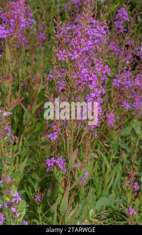 Wand loosestrife, Lythrum virgatum en fleur, Europe de l'est. Banque D'Images