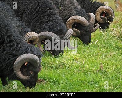 Groupe de 5 cinq moutons écossais bighorn noirs féroces paissant en ligne sur l'île de Mull, Écosse, Royaume-Uni Banque D'Images