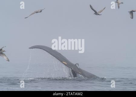 Temps d'alimentation. Les baleines à bosse exhibent leur tapage en se nourrissant à la surface, en compétition avec des mouettes, lors d'une journée brumeuse à la fin de l'automne au large du nord de Van Banque D'Images