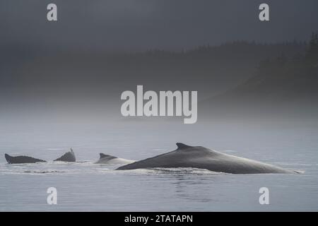 Les baleines à bosse font surface lors d’une journée brumeuse à la fin de l’automne au large du nord de l’île de Vancouver, du territoire des Premières nations, des territoires traditionnels des Kwakwaka Banque D'Images