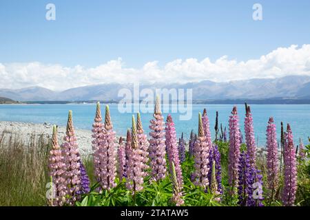 Lupins devant les montagnes, Nouvelle-Zélande Banque D'Images