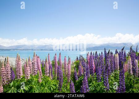 Lupins devant les montagnes, Nouvelle-Zélande Banque D'Images