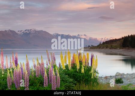 Lupins devant les montagnes, Nouvelle-Zélande Banque D'Images