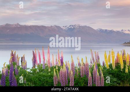 Lupins devant les montagnes, Nouvelle-Zélande Banque D'Images