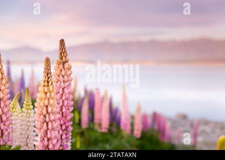 Lupins devant les montagnes, Nouvelle-Zélande Banque D'Images