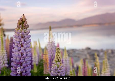 Lupins devant les montagnes, Nouvelle-Zélande Banque D'Images