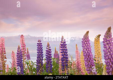 Lupins devant les montagnes, Nouvelle-Zélande Banque D'Images