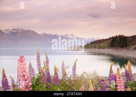 Lupins devant les montagnes, Nouvelle-Zélande Banque D'Images