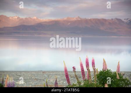 Lupins devant les montagnes, Nouvelle-Zélande Banque D'Images