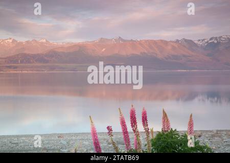 Lupins devant les montagnes, Nouvelle-Zélande Banque D'Images