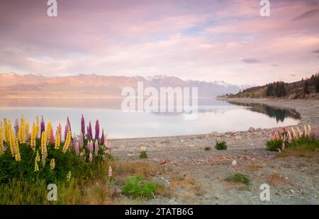 Lupins devant les montagnes, Nouvelle-Zélande Banque D'Images