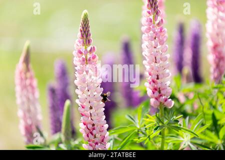 gros plan de Bumble Bee sur Lupins, NZ Banque D'Images