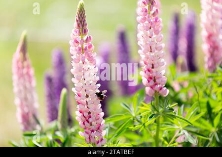 gros plan de Bumble Bee sur Lupins, NZ Banque D'Images