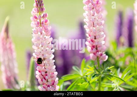 gros plan de Bumble Bee sur Lupins, NZ Banque D'Images