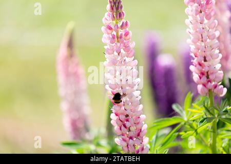 gros plan de Bumble Bee sur Lupins, NZ Banque D'Images