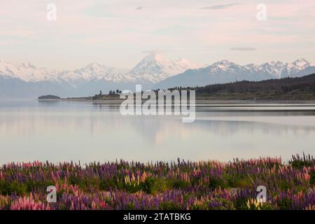 Lupins néo-zélandais autour du mont Cook et du lac tekapo Banque D'Images