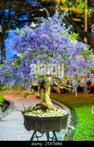 Queen's Wreath vigne, fleur d'abricot ou fleur de vigne de couronne violette Petrea volubilis dans le nouvel an lunaire Tet au Vietnam la nuit Banque D'Images