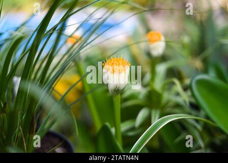 Fleur de Chlorophytum comosum, généralement appelée plante araignée ou plante araignée commune en gros plan Banque D'Images