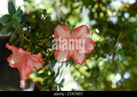 Fleur rose azalée indica ou rhododendron indicum Sachsenstern gros plan Banque D'Images