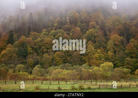 Pâturage dans les montagnes d'automne. Vallée des Carpates dans le brouillard matinal. Prairie derrière clôture en bois dans la forêt, Ukraine. Banque D'Images